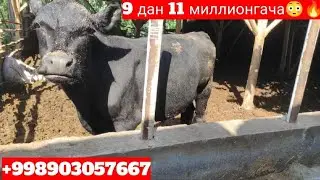 Тозза Ангус бузоглари +998903057667 ( Чистопородные ангусы)