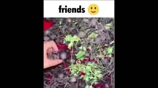 friends :)