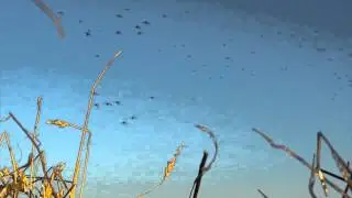 20 second duck scene