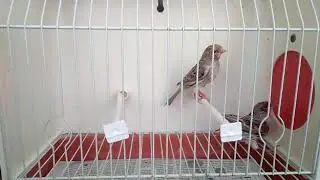 Ágata Rojo mosaico 2018 P6 cesión