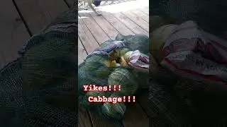 Pugs VS Cabbage?!