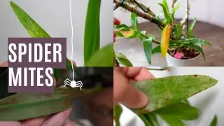 How to identify and treat Spider Mite infestations in orchids | Neem oil & pesticide solutions
