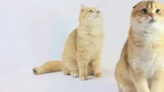 мое золотце