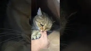 Ngambek #catlover #cat #shorts