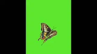 green screen butterfly flying