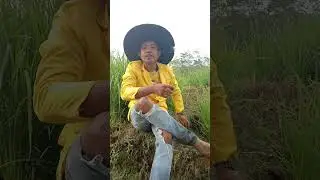 Pengamatan hama keong mas pada tanam padi (PRAKTIKUM KULIAH)