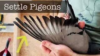 How to SETTLE OLDER racing pigeons. Testing the McLaughlin mousse method