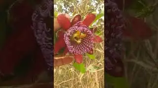 horta orgânica flor do maracujá doce 😳😳❤️