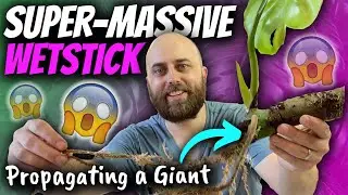 Wetstick Propagating a Tree Trunk | Prop Box Chores | Monstera, Philodendron & Alocasia