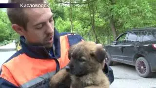 Спасение щенка