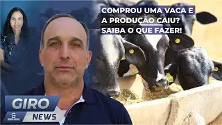 Comprou uma vaca e a produção caiu? Saiba o que fazer! - Gironews #40