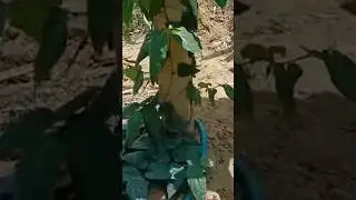 Pupuk Organik Cair untuk Cabe Jamu #pertanian #cabejamu #cabejawa