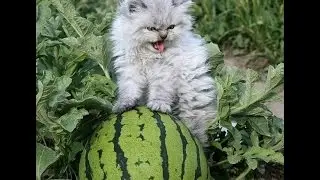 Самый милый котик на свете! Смешной кот и арбуз.