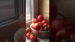 забор почти готов. каждый день идут дожди