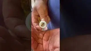 Пчелиные матки от Кашинский Артели