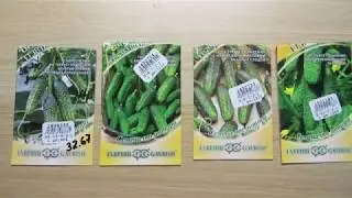 ОГУРЦЫ -  В ОТКРЫТЫЙ ГРУНТ.