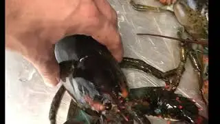 Grilled fresh lobster