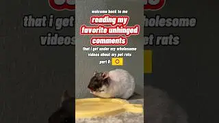 Reading My Favorite Unhinged Comments - Part 8