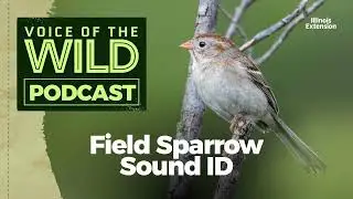 Episode 18: Field Sparrow – Voice of the Wild