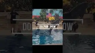 Brookfield zoo dolphin performance