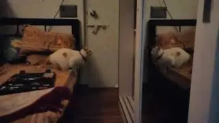 Our CAT Cherry Slow-motion Jump