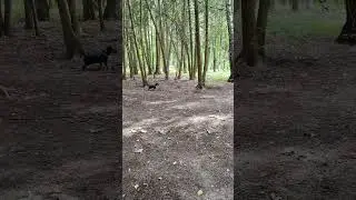 Джон и белка в парке