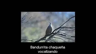 "Bandurrita chaqueña vocalizando".  #birds  #avesdeargentina #shorts
