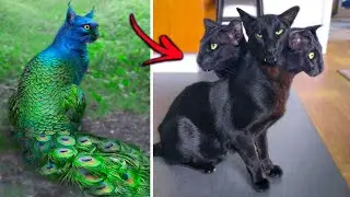 15 Abnormally Strange Animals That Actually Exist