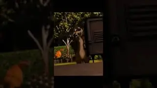 Лесная братва : Белка Хэмми идёт (шаблон для мемов) #леснаябратва #мем #edit #белкахэмми #леглеб