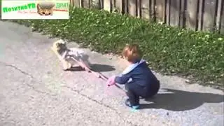 ДЕТИ И СОБАКИ ГУЛЯЮТ НА УЛИЦЕ! Дети и животные смешное видео дети и собаки