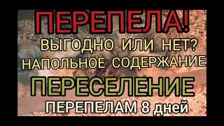 Перепела.Выгодно или нет!?Напольное содержание.Переселение.