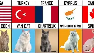 Cat Breeds From Different Countries Part 2