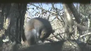 squirrel masturbates