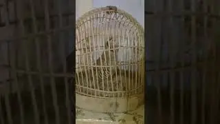 Модкавги шикори  Обид