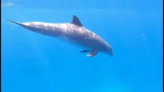 Snorkeling with dolphins in paradise (Rencontre avec des dauphins en Guadeloupe)
