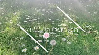 【VLOG #23】小黑在慕尼黑の美好周末 | 亚洲市场 | 奶茶🥛🍵成瘾| 布朗尼🍫的烘焙法门 | 手动海南鸡饭🐔🍚 | 奥林匹亚公园散步