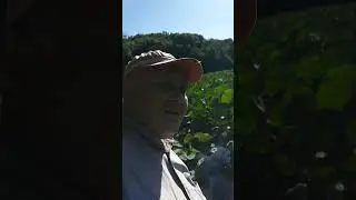 Нашли озеро с лотосами(1)