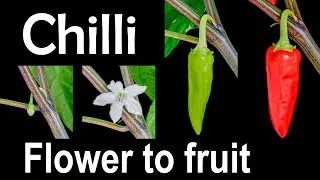 Chilli 🌶 growing from flower to fruit - time lapse [4K]