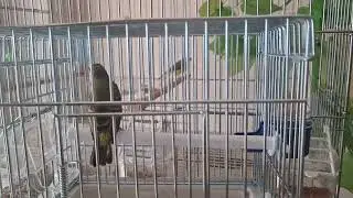 Serinus mozambicus.👍Green singer.👍Mozambik gacor.kanarya ötüşü.serin mozambique