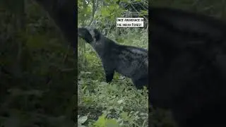 Malabar Civet Now and Then 