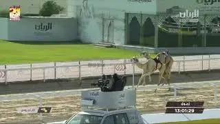 ملخص أشواط الحيل والزمول المفتوحة بالمحلي السابع (مساء) ٢٢-٢-٢٠٢٠