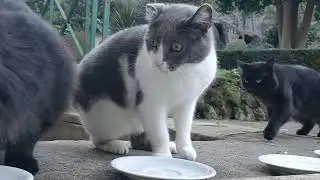 Everybody Hates Reginald! (Vaticats 2022-11-20)