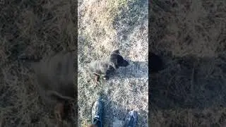 первая прогулка ягдтерьера #2