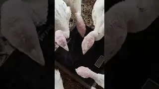 взвешиваю индюшат 