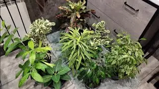 Комнатные цветы.