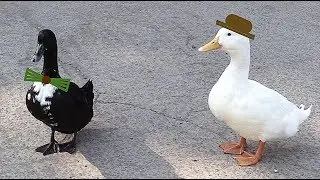 Lost Pet Ducks "Gone Rogue" at the River Crossing
