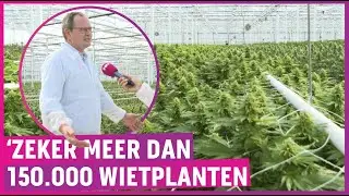 ZIEN: Dit is de grootste legale wietplantage van Europa!