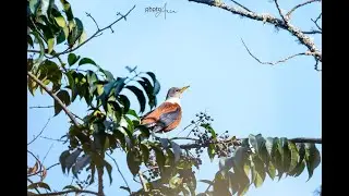 Chestnut Thrush (Turdus rubrocanus) Bathing | A Delightful Wildlife Moment!