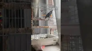 Скворец Мотя разговаривает с посетителями магазина