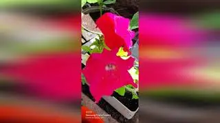 Цветущий май. Северного Урала 🌹